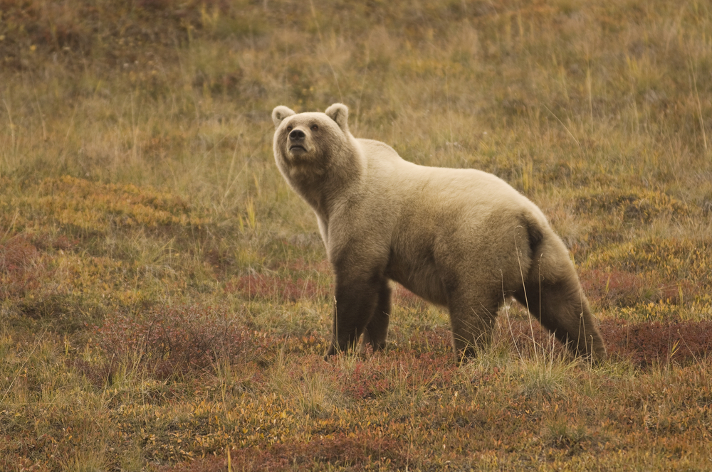 Denali Nemzeti Park és Vadrezervátum