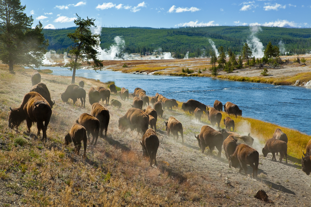 Yellowstone Nemzeti Park aktív élmény